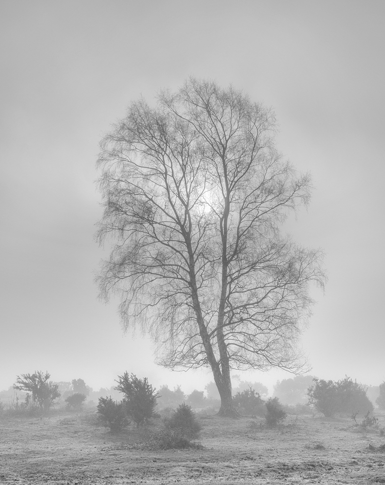 Misty Morning,  Furzley Common,  New Forest 2 